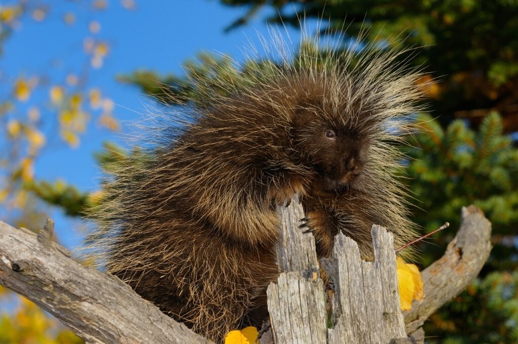 North American Porcupine holding on to a dead tree stump in an open forest in the Fall