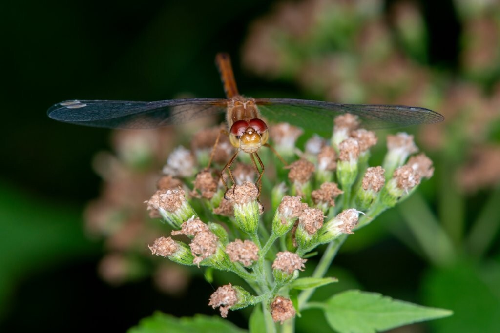 Female Autumn Meadowhawk dragonfly, Sympetrum vicinum resting on White snakeroot plant in Minnesota