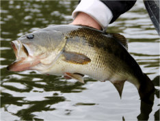 Bass Fishing - Brett McComas