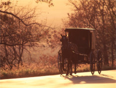 Amish Buggy