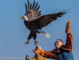 Eagle at Carpenter Nature Center_Steve Allen