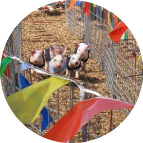 Pigs racing on a track