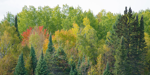 Images of fall color at Scenic State Park