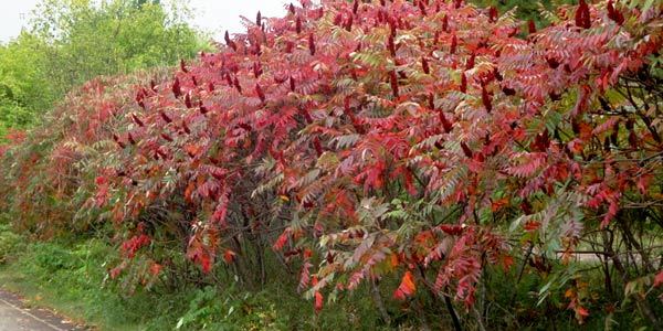 fall color at Cuyuna County State Recreaton Area in Crosby