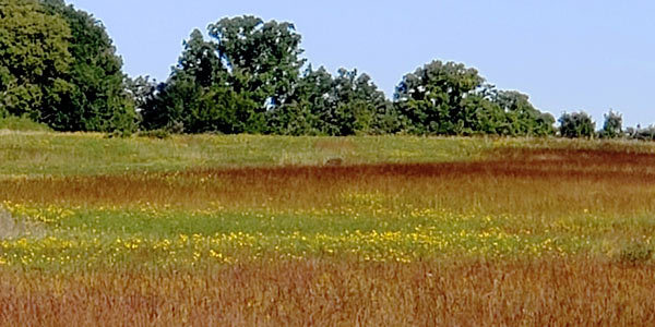 fall prairie grasses at Myre-Big Island State Park