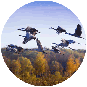 Sherburne National Wildlife Refuge sandhill cranes in flight 