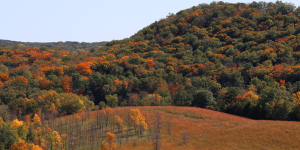 Hill at Maplewood State Park filled with colorful fall trees