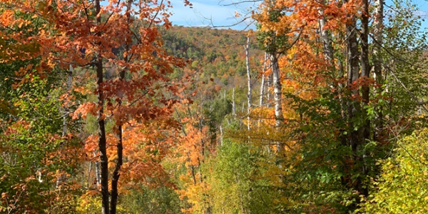 Image of colorful trees at Tettegouche State Park