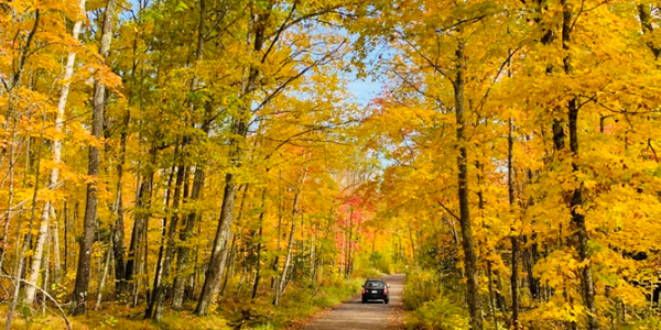 Image of colorful trees at Savanna Portage State Park