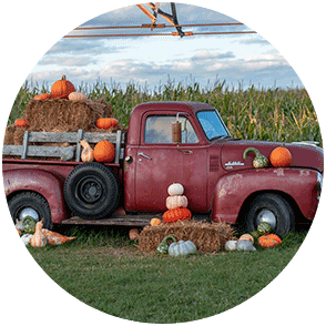 Pumpkins at Otter Berry Farm in Rush Lake