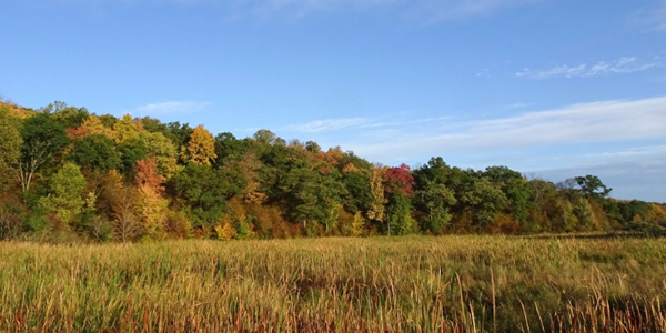 Hillside maples near the St. Croix River access at Wild River State Park