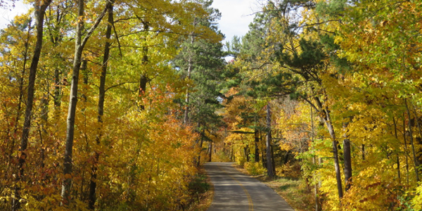 image of fall color at Lake Itasca State Park