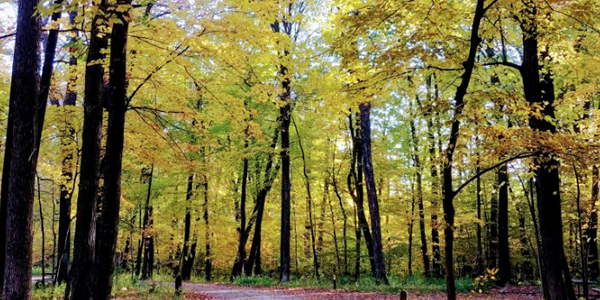 Golden trees at Nerstrand Big Woods State Park 