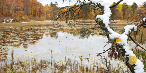 image of fall trail in Tamarac National Wildlife Refuge