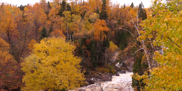 Golden trees at Nerstrand Big Woods State Park 
