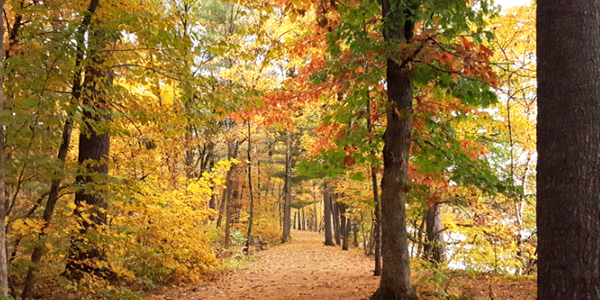 Fall color along the Riverside Trail at William O'Brien State Park  