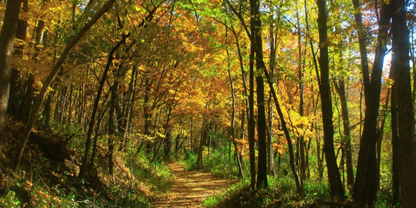 image of vivid yellow trees at Frontenac State Park