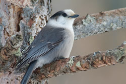 image of a Canada jay 