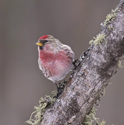 image of a Common redpoll