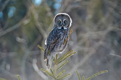 image of a great gray owl