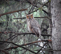 image of a great horned owl