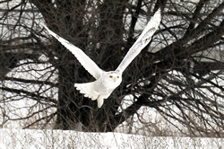 image of a Snowy owl