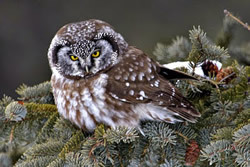 image of a Boreal owl