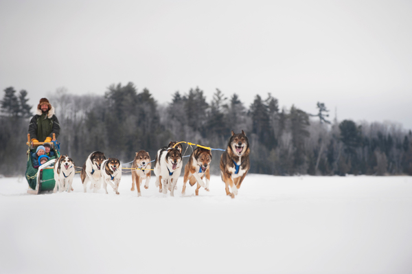 Dog sledding the boundary waters