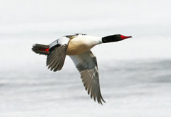 Common merganser