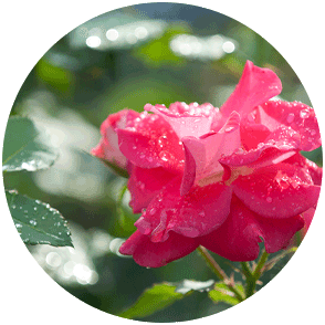 Rose at Spring Flower Show 