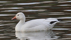Snow goose