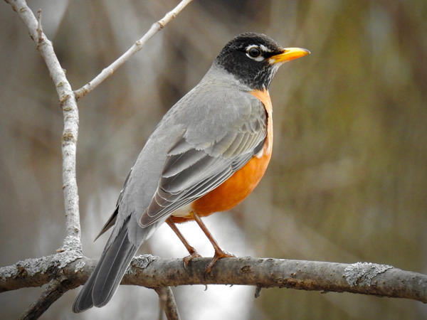 American Robin
