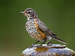 Juvenile American Robin