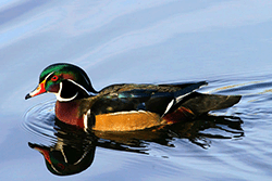 Wood duck