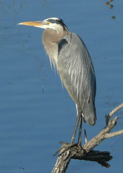 Great blue heron