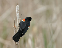 Red-winged blackbird