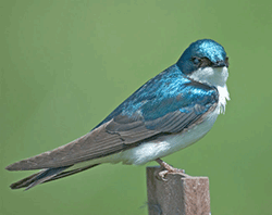 Tree swallow 