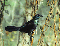 Common grackle