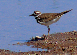 Killdeer