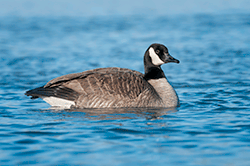 Lesser Canada goose
