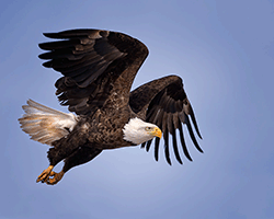 Bald eagle