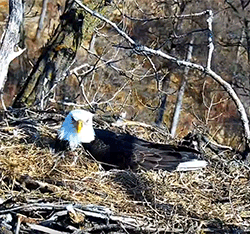 DNR Eagle Cam image    