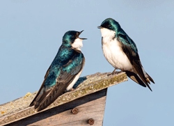 Tree swallows