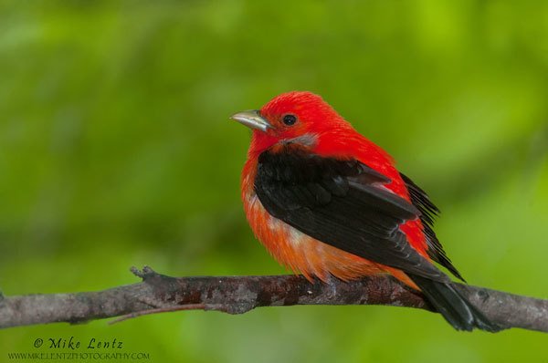 Scarlet tanager
