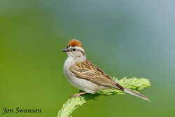 Chipping sparrow