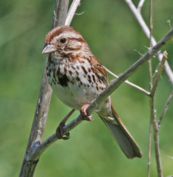 Song sparrow