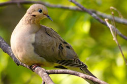 Mourning dove