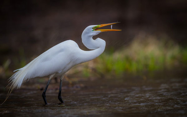 image of a great egret