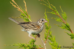 image of Vesper sparrow