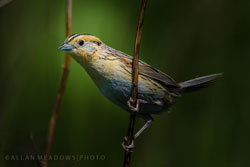 image of a LeConte's sparrow